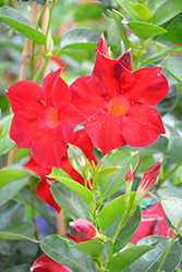 Sun Parasol Dark Red Mandevilla (Mandevilla 'Sun Parasol Dark Red') at Lakeshore Garden Centres