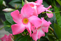 Sun Parasol Pretty Pink Mandevilla (Mandevilla 'Sun Parasol Pretty Pink') at Lakeshore Garden Centres