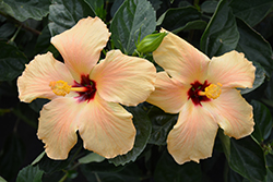 Little Tiger Hibiscus (Hibiscus rosa-sinensis 'Little Tiger') at Lakeshore Garden Centres