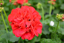 Survivor Cherry Red Geranium (Pelargonium 'Survivor Cherry Red') at Lakeshore Garden Centres