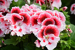 Elegance Tony Geranium (Pelargonium 'Elegance Tony') at Lakeshore Garden Centres