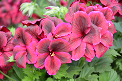 Elegance Burgundy Geranium (Pelargonium 'Elegance Burgundy') at Lakeshore Garden Centres
