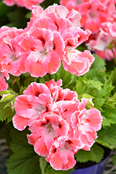 Elegance Coral Sunset Geranium (Pelargonium 'Elegance Coral Sunset') at Lakeshore Garden Centres