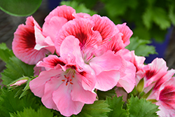 Elegance Ballet Geranium (Pelargonium 'Elegance Ballet') at Lakeshore Garden Centres