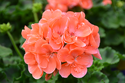Fidelity Salmon Geranium (Pelargonium 'Fidelity Salmon') at Lakeshore Garden Centres