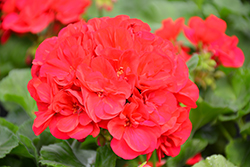 Patriot Cranberry Red Geranium (Pelargonium 'Patriot Cranberry Red') at Lakeshore Garden Centres