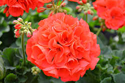 Allure Hot Coral Geranium (Pelargonium 'Allure Hot Coral') at Lakeshore Garden Centres