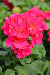 Patriot Bright Velvet Geranium (Pelargonium 'Patriot Bright Violet') at Lakeshore Garden Centres