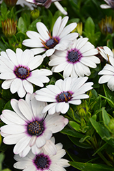 Summertime Sweet White African Daisy (Osteospermum 'Summertime Sweet White') at Lakeshore Garden Centres