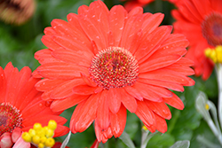 Floriline Midi Scarlet Red Black Center Gerbera Daisy (Gerbera 'Midi Scarlet Red Black Center') at Lakeshore Garden Centres