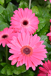 Floriline Midi Lilac Dark Eye Gerbera Daisy (Gerbera 'Midi Lilac Dark Eye') at Lakeshore Garden Centres