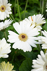 Floriline Midi White Dark Eye Gerbera Daisy (Gerbera 'Midi White Dark Eye') at Lakeshore Garden Centres