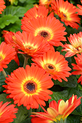 Floriline Midi Fireball BC Gerbera Daisy (Gerbera 'Midi Fireball BC') at Lakeshore Garden Centres