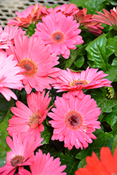 Floriline Midi Lavender Dark Eye Gerbera Daisy (Gerbera 'Midi Lavender Dark Eye') at Lakeshore Garden Centres