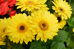 Floriline Midi Yellow Dark Eye Gerbera Daisy (Gerbera 'Midi Yellow Dark Eye') at Lakeshore Garden Centres