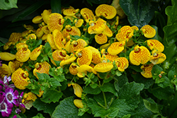 Cinderella Yellow Pocketbook Flower (Calceolaria 'Cinderella Yellow') at Golden Acre Home & Garden
