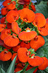 Cinderella Orange Shades Pocketbook Flower (Calceolaria 'Cinderella Orange Shades') at Golden Acre Home & Garden