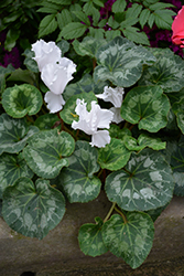 Halios Curly White Cyclamen (Cyclamen 'Halios Curly White') at Golden Acre Home & Garden