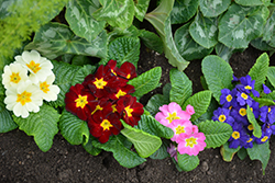 Primrose (Primula vulgaris) at Lakeshore Garden Centres