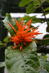Mexican Honeysuckle (Justicia spicigera) at Lakeshore Garden Centres