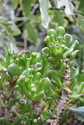 Hobbit Jade Plant (Crassula ovata 'Hobbit') at Lakeshore Garden Centres
