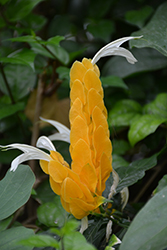 Yellow Queen Shrimp Plant (Justicia brandegeeana 'Yellow Queen') at Lakeshore Garden Centres