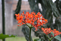 Buddah Belly Plant (Jatropha podagrica) at Lakeshore Garden Centres