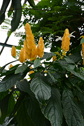 Yellow Queen Shrimp Plant (Justicia brandegeeana 'Yellow Queen') at Lakeshore Garden Centres