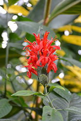 Cardinal's Guard (Pachystachys coccinea) at Lakeshore Garden Centres