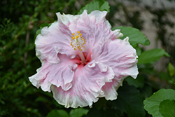 City Slicker Hibiscus (Hibiscus rosa-sinensis 'City Slicker') at Lakeshore Garden Centres