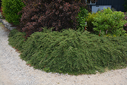 Little Dipper Cotoneaster (Cotoneaster procumbens 'Gerald') at Lakeshore Garden Centres
