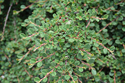 Little Dipper Cotoneaster (Cotoneaster procumbens 'Gerald') at Lakeshore Garden Centres