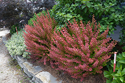 Sunjoy Cinnamon Japanese Barberry (Berberis thunbergii 'Celeste') at Lakeshore Garden Centres