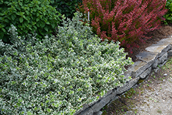 White Album Wintercreeper (Euonymus fortunei 'Alban') at Peter Knippel Garden Centre