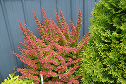 Sunjoy Tangelo Japanese Barberry (Berberis thunbergii 'O'Byrne') at Lakeshore Garden Centres