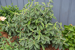 Emerald Envy Lantanaphyllum Viburnum (Viburnum x rhytidophylloides 'NCVR1') at Lakeshore Garden Centres