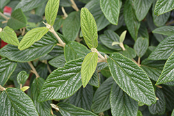 Emerald Envy Lantanaphyllum Viburnum (Viburnum x rhytidophylloides 'NCVR1') at Lakeshore Garden Centres
