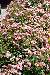 Oso Easy Petit Pink (Rosa 'ZLEMarianneYoshida') at Lakeshore Garden Centres