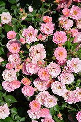 Oso Easy Petit Pink (Rosa 'ZLEMarianneYoshida') at Lakeshore Garden Centres