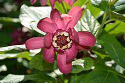 Aphrodite Sweetshrub (Calycanthus 'Aphrodite') at Peter Knippel Garden Centre
