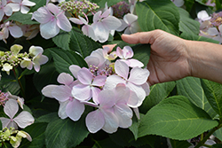 Let's Dance Diva! Hydrangea (Hydrangea macrophylla 'SMHMLDD') at Lakeshore Garden Centres