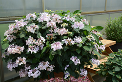 Let's Dance Diva! Hydrangea (Hydrangea macrophylla 'SMHMLDD') at Lakeshore Garden Centres