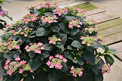 Tuff Stuff Red Hydrangea (Hydrangea serrata 'SMNMAKTSR') at Lakeshore Garden Centres