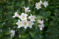 Volans Weigela (Weigela 'Volans') at Lakeshore Garden Centres