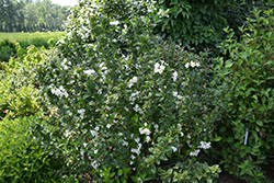 Volans Weigela (Weigela 'Volans') at Lakeshore Garden Centres