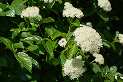 Early Blue Viburnum (Viburnum bracteatum 'Early Blue') at Lakeshore Garden Centres