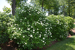 Early Blue Viburnum (Viburnum bracteatum 'Early Blue') at Lakeshore Garden Centres