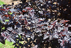 Summer Wine Black Ninebark (Physocarpus opulifolius 'SMNPMS') at A Very Successful Garden Center