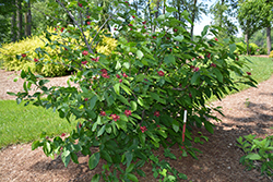 Simply Scentsational Sweetshrub (Calycanthus floridus 'SMNCAF') at Lakeshore Garden Centres