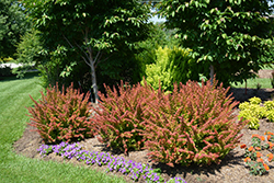 Sunjoy Tangelo Japanese Barberry (Berberis thunbergii 'O'Byrne') at Lakeshore Garden Centres